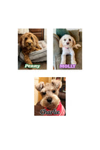 3D PERSONALIZED PET MAGNET